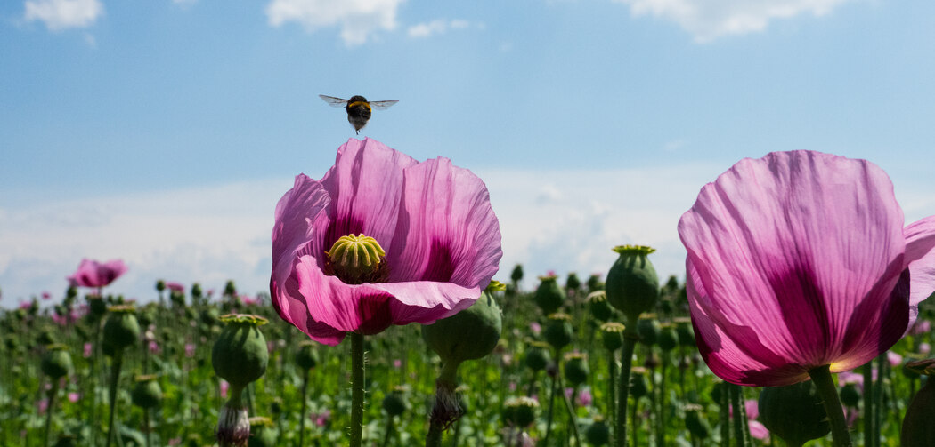 fruehling_253_katrinmuellervonberneck_rdax_1050x503_87s
